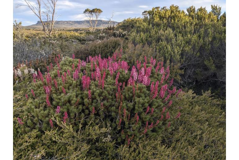 Richea scoparia&nbsp;17294