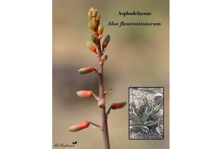 Aloe fleurentiniorum -17297