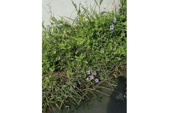 Knolachtige Ruellia