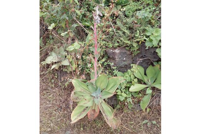 Echeveria met gezwollen bloem Echeveria met gezwollen bloem