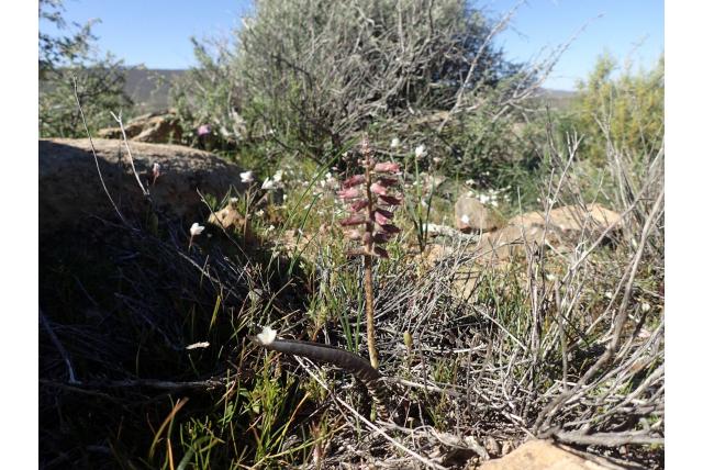 Auriol's lachenalia