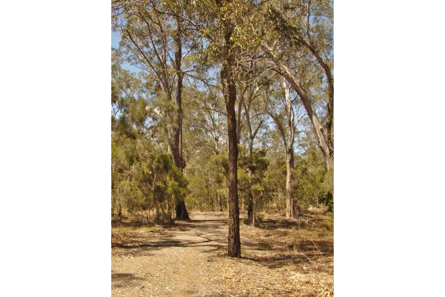 Kust IJzeren-schors Eucalyptus Kust IJzeren-schors Eucalyptus