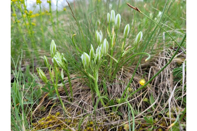 Ornithogalum orthophyllum 17306