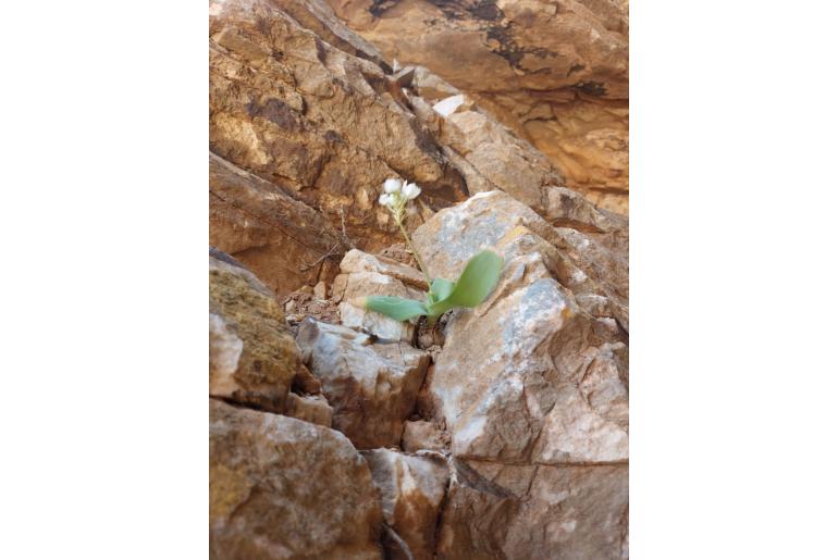 Ornithogalum richtersveldense -17307