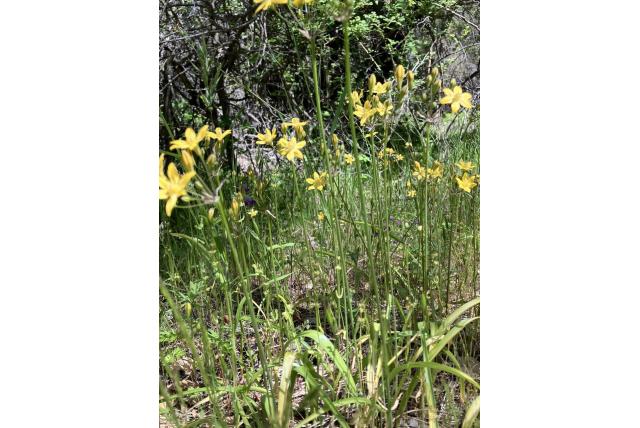 Treur triteleia