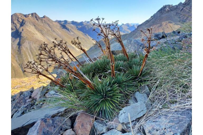 Aciphylla spedenii&nbsp;17315