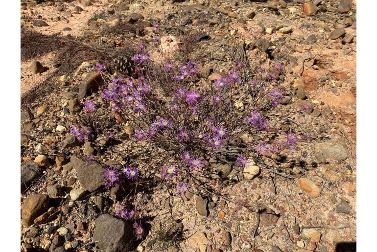 Erepsia gracilis -17323