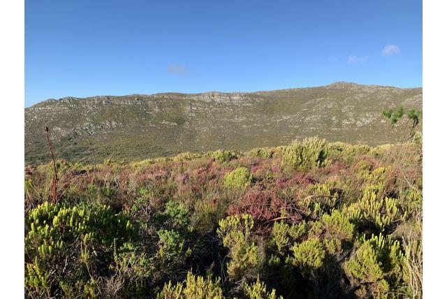 Naakte heide