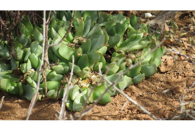 Vleesachtige glottiphyllum Vleesachtige glottiphyllum