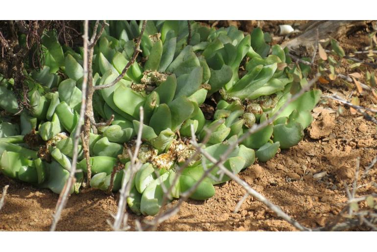 Glottiphyllum carnosum 17327