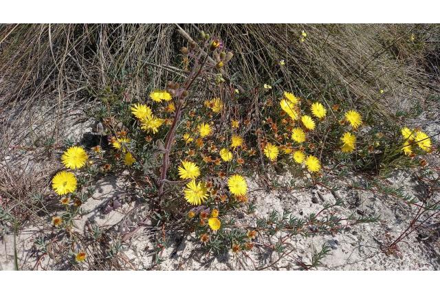 Afgeplatte lampranthus Afgeplatte lampranthus