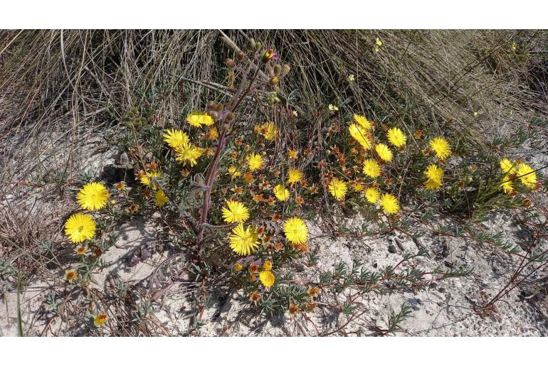 Lampranthus explanatus -17329