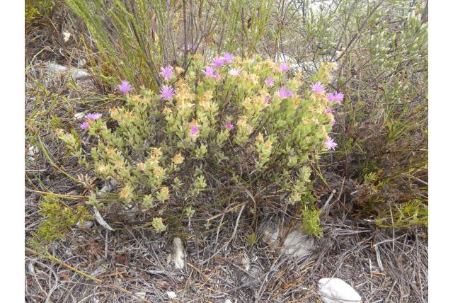 Geclusterde lampranthus