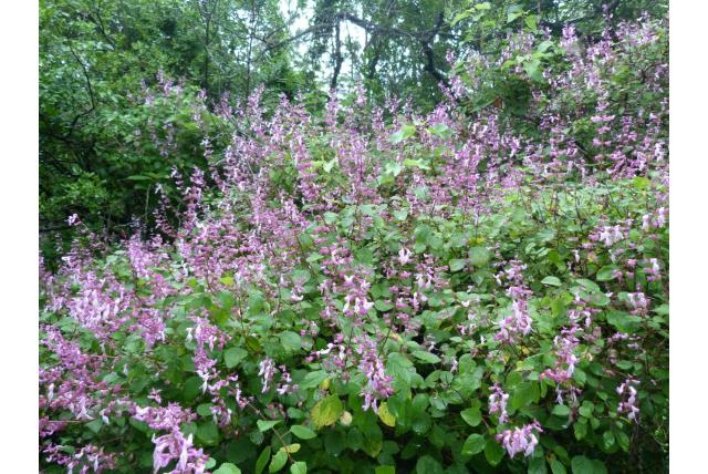 Lip ocimum