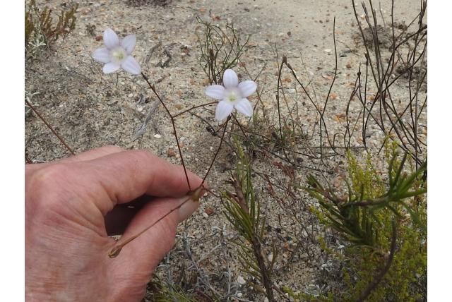 Kortlobbige prismatocarpus