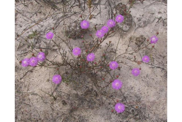 Leipoldt's lampranthus