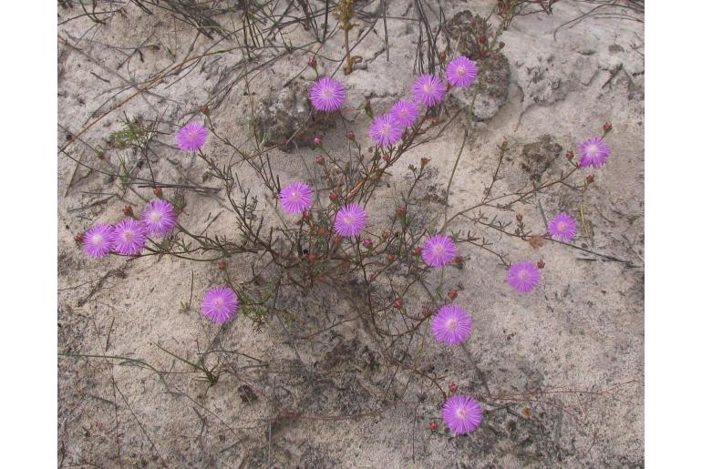 Lampranthus leipoldtii 17343