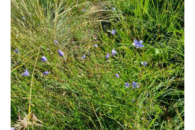 Wahlenbergia undulata 17344