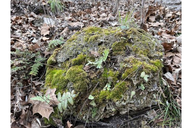 Donkerpaarse pellaea