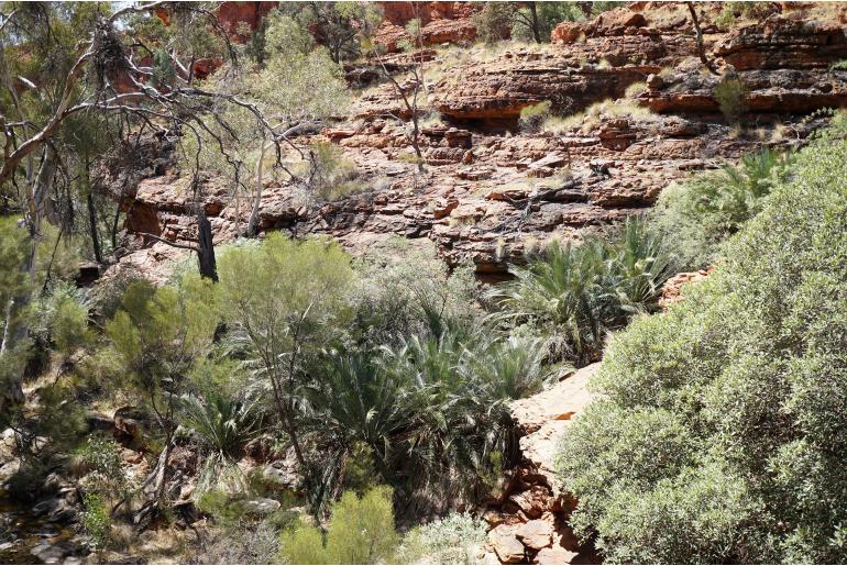 Macrozamia macdonnellii -17347