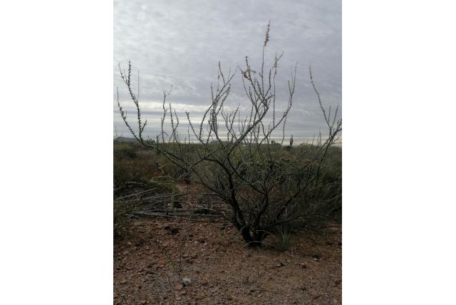 Burrage's fouquieria