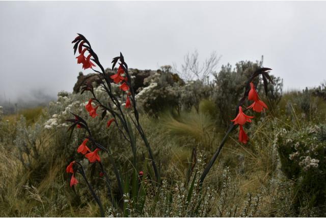 Watsonia-vormige gladiolus Watsonia-vormige gladiolus