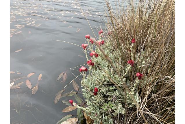 Meyer and Lavranos' strobloem