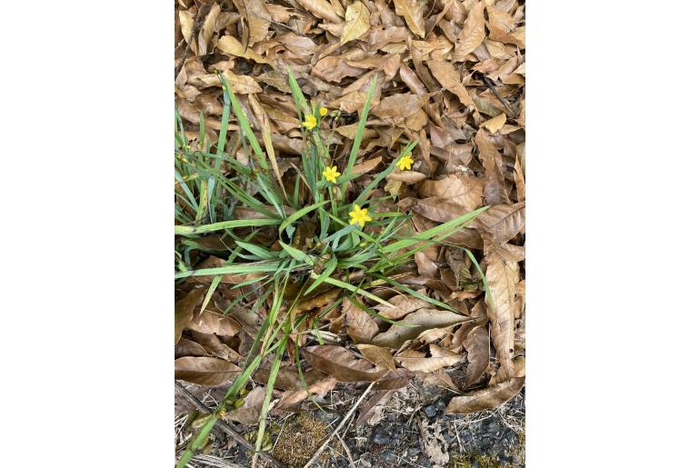 Sisyrinchium tinctorium -17359