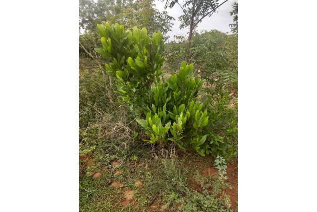 Walnoot acacia