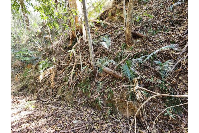 Glanzend bladige Macrozamia