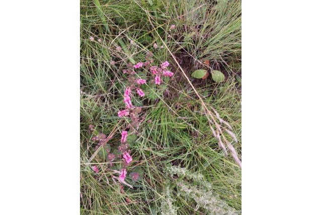 Paarse diascia