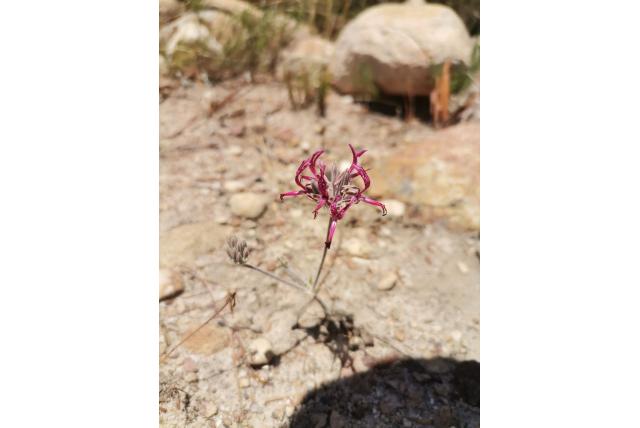 Asarum bladige Pelargonium