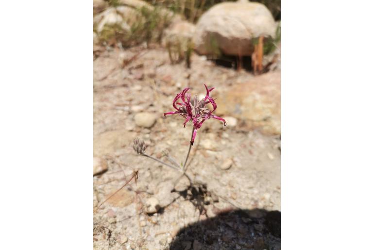 Pelargonium asarifolium 17376
