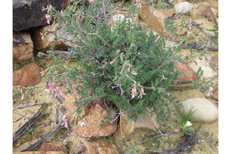 Pelargonium crassipes 17379