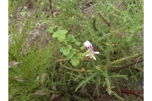 Greyton pelargonium