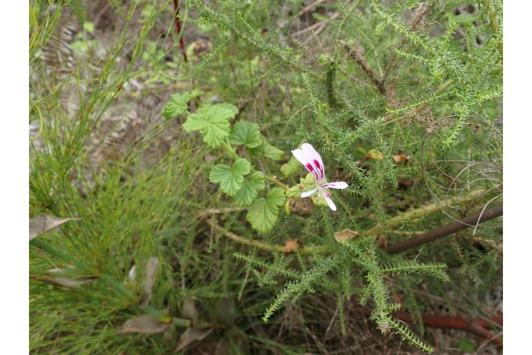 Pelargonium greytonense 17383