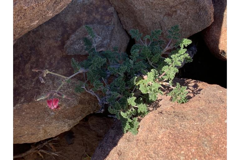 Pelargonium griseum 17384