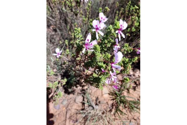 Hermannia bladige Pelargonium