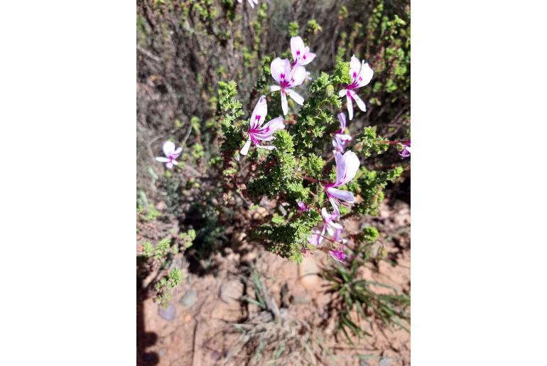 Pelargonium hermanniifolium 17386