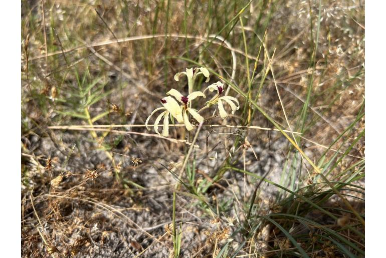 Pelargonium heterophyllum 17387
