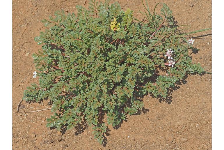Pelargonium minimum 17390