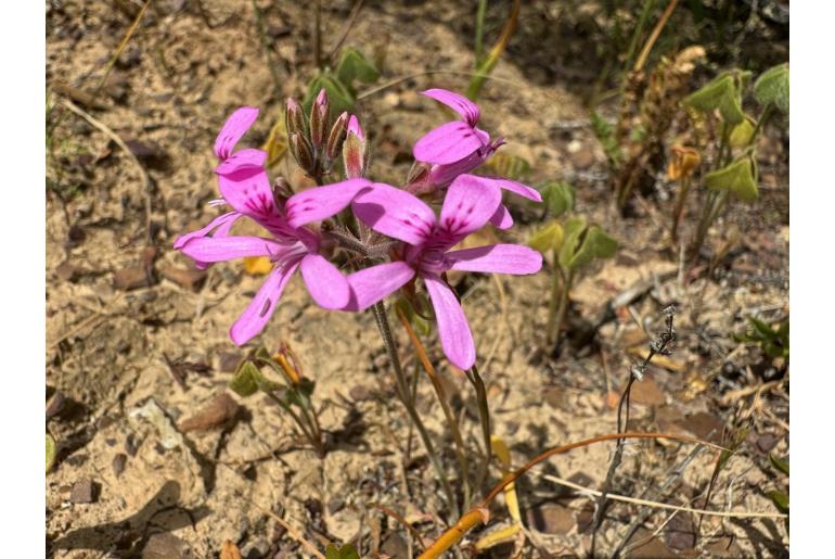 Pelargonium reflexipetalum 17392