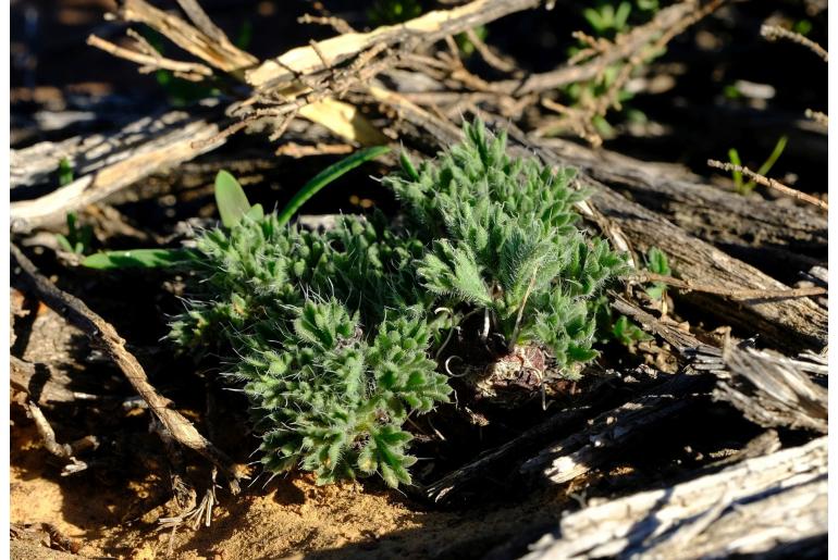 Pelargonium torulosum 17395