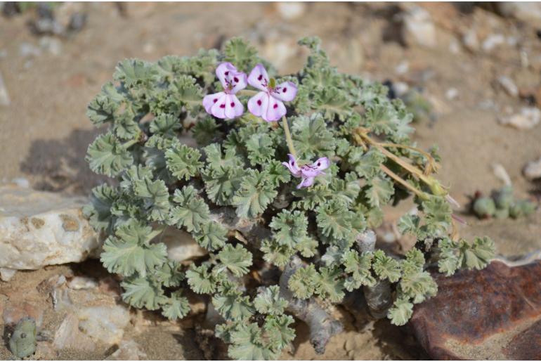 Pelargonium crassicaule 17399