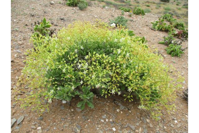 Mount Klinghardtberge Pelargonium