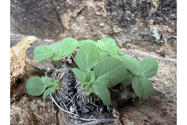 Pelargonium vinaceum 17401