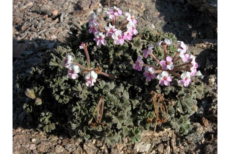 Pelargonium cortusifolium 17402