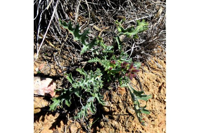 Karoo geranium