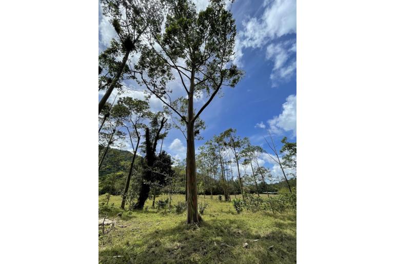 Eucalyptus deglupta 17406