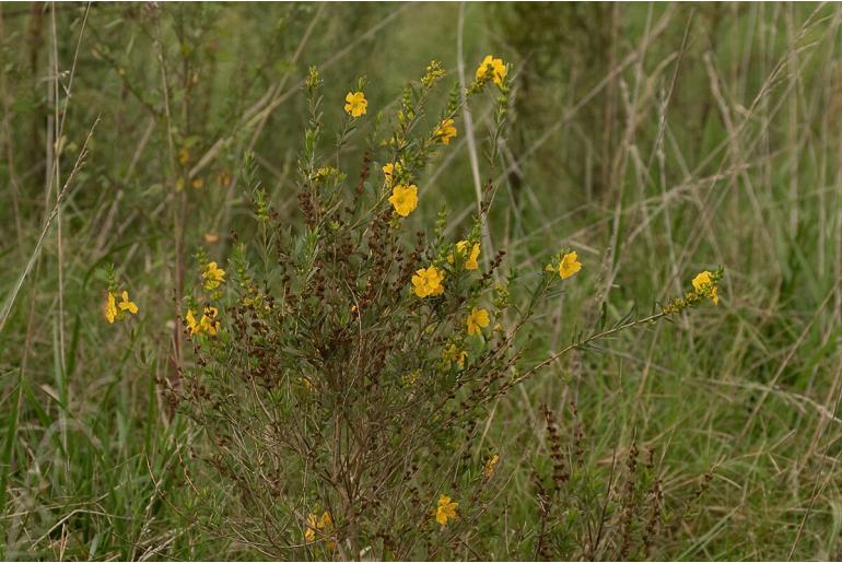 Heimia salicifolia -17408